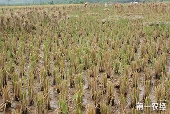 再生稻"焕新生":全国多省大面积种植再生稻